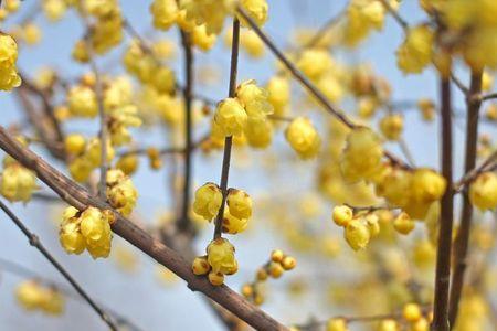 黄梅花养殖方法