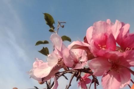 沙果熟了后果树又开花了为什么