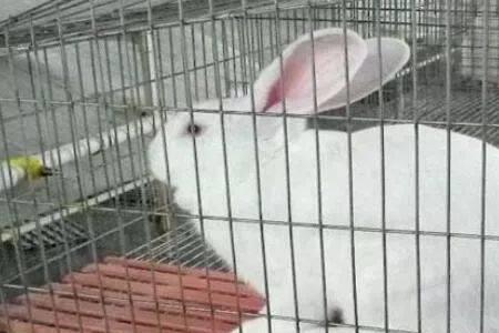 两个月的母兔子爬跨怎么回事