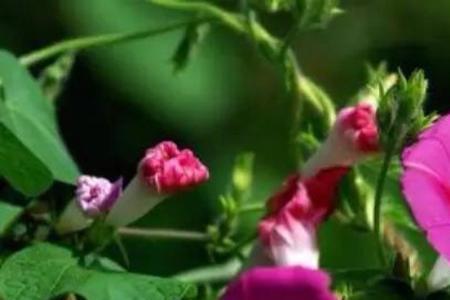 牵牛花爱吃什么