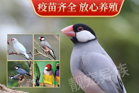灰文鸟一只几元