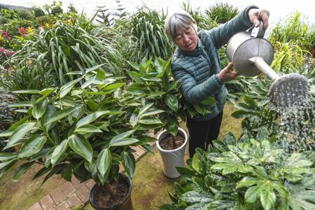 人尿直接尿在菜地会怎样