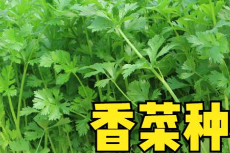 阳历8月底种香菜多久能长大