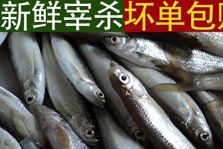小白条可以经常吃吗