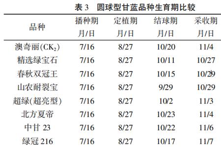 奥吉娜甘蓝亩产
