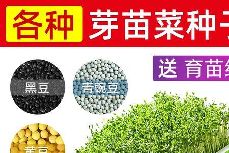 豌豆苗和香椿苗的区别