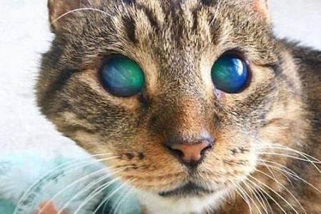小猫的眼睛早上是什么形状