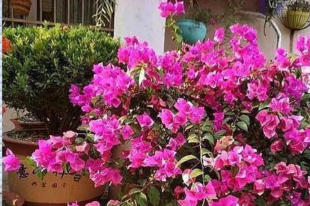 三角梅在河南冬天养殖方法