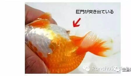 公鱼追着母鱼咬坏尾巴什么意思