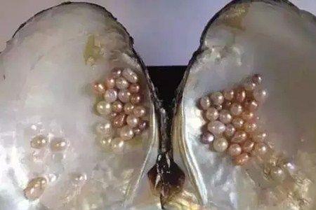 合成的珍珠是真的还是假的