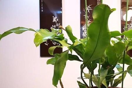 昙花只长枝不长叶怎么回事