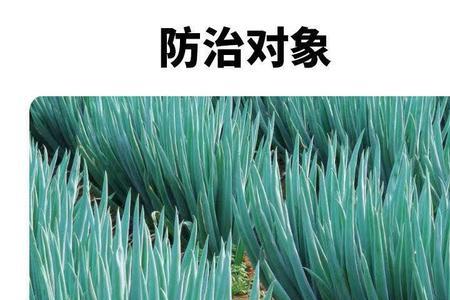 四季葱干尖是什么原因