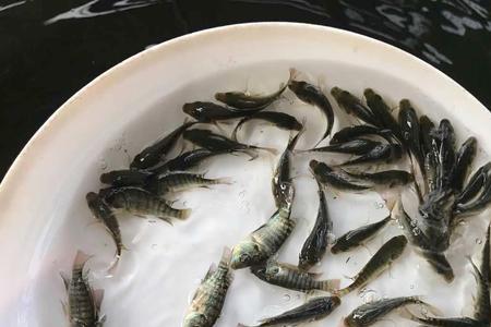 麦鲮鱼亩产多少