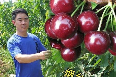 鲁樱三号和布鲁克斯哪个品质好