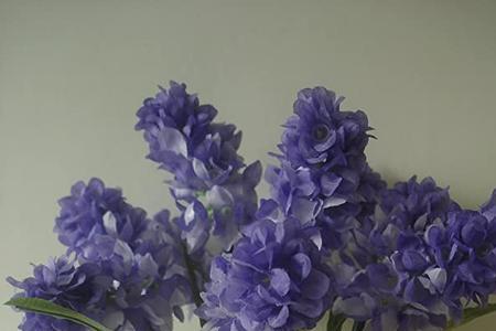 风信子可以放在餐桌上吗