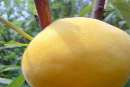 蓬莱15号桃优缺点