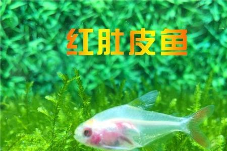 观赏鱼快递能活多久