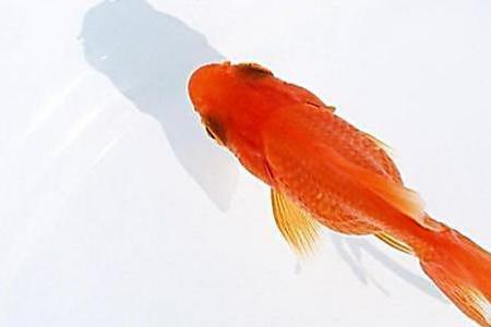 金鱼认人吗