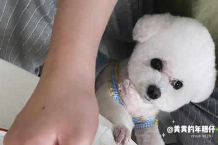 比熊能吃北瓜吗