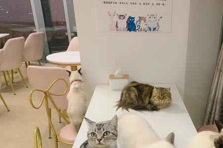 可以把家里的猫送猫咖吗