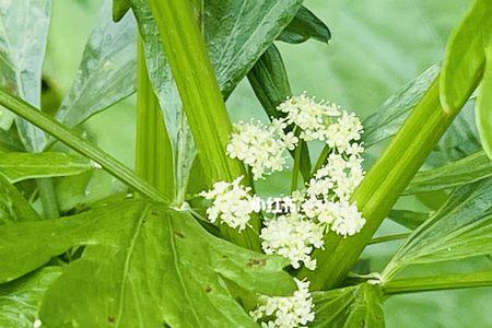 芹菜开花剪掉留根还能重新长吗