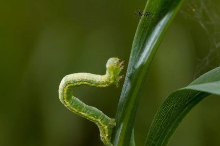 尺蠖虫有多少只眼睛