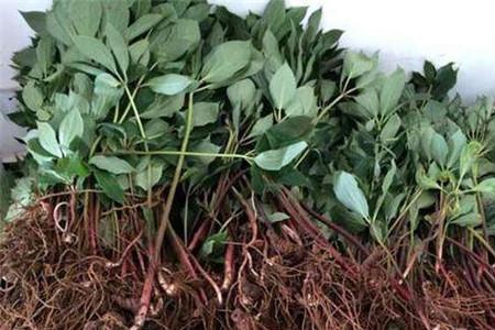 种植一亩重楼有多少补贴