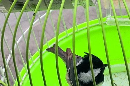 贝子鸟喂完虫子怎么不叫了