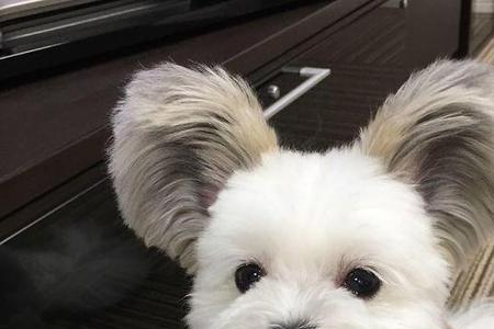 狗狗耳朵往后什么意思