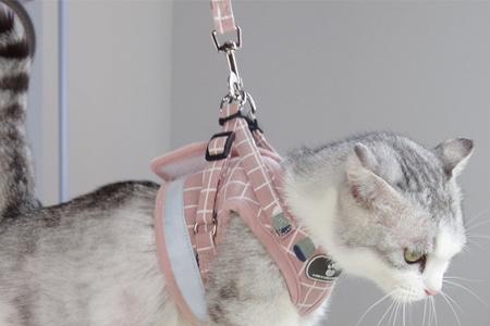 猫咪牵引绳最长多少米