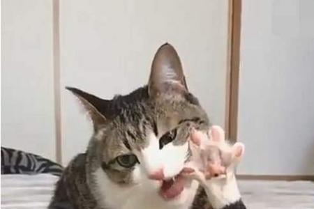 猫咪喜欢舔铁什么原因