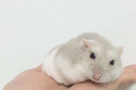 三线仓鼠适合同居吗