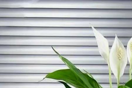 一棵白掌可以开几朵花
