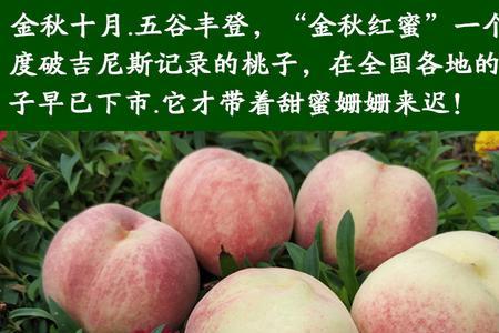 金秋红蜜桃好