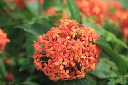 龙船花长白色粉状物是什么