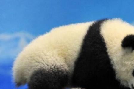 大熊猫象征什么