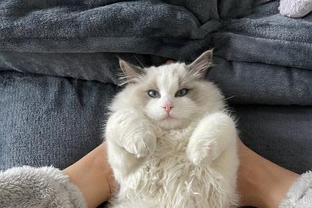 猫咪每个月长多重