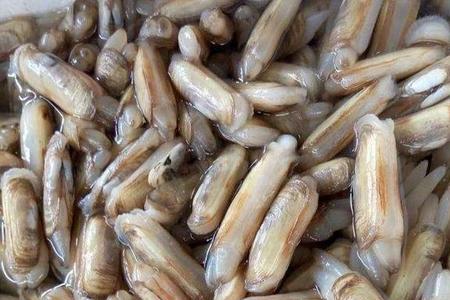 蛏子的盐度和温度