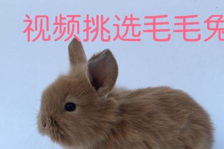 侏儒兔宝宝和肉兔宝宝的区别