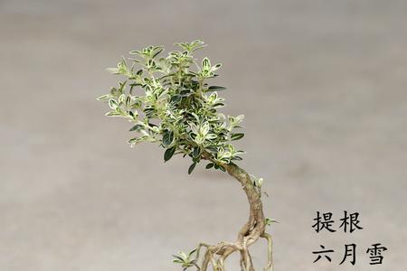 悬崖六月雪花语