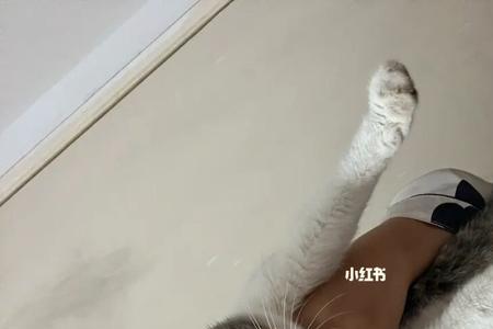 南京养猫需要办什么证