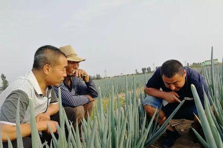 大葱雨后必须打药吗
