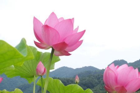 关于荷花的群昵称
