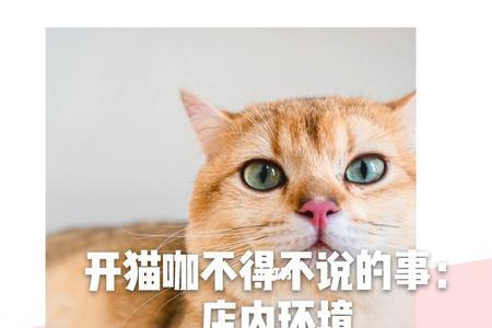 猫咖的经营范围怎么写