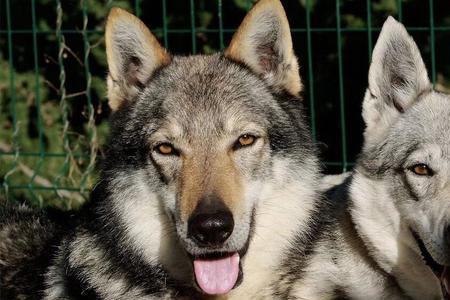 捷克狼犬定期吃生肉吗