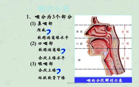 不参与构成咽峡的结构是