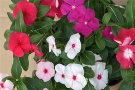 四季梅开完花怎么剪枝