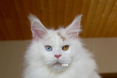 猫有阴阳眼麒麟尾吗