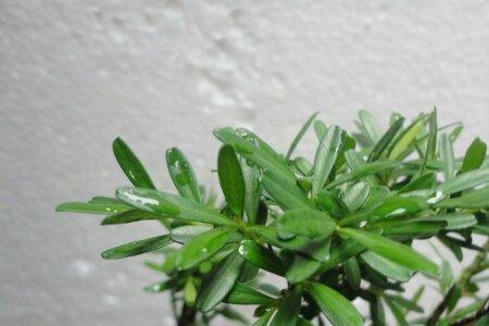 雀舌黄杨能用水扦插吗