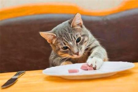猫能吃国产牛肉吗